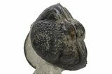 Large, Drotops Trilobite With Good Eyes - Mrakib, Morocco #171550-1